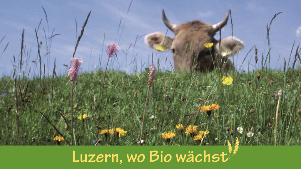 Luzern, wo Bio wächst